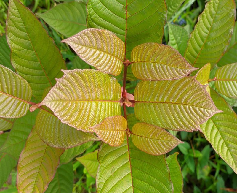 Unlocking the Potential: Exploring Red Vein Kratom Varieties