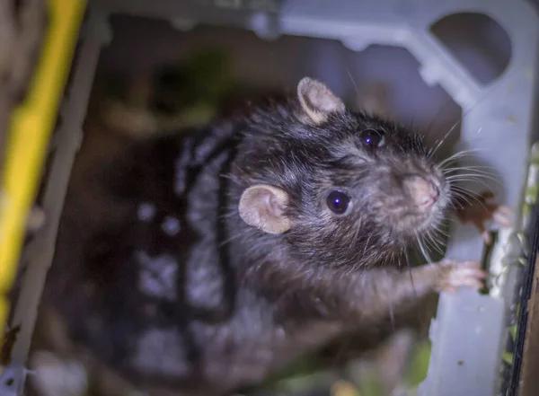 Preventing the Spread of Disease from Sewer Rats